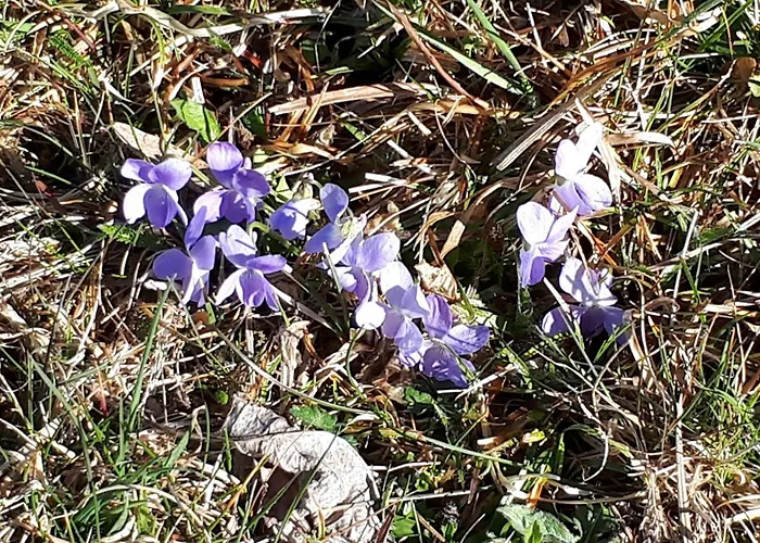 شقة Suedalpen Lofts بليبورغ